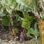 plantacje bananów na Teneryfie