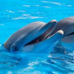 delfiny na Teneryfie